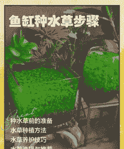 鱼缸中水草怎么养殖鱼