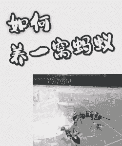 怎么在野外养殖蚂蚁