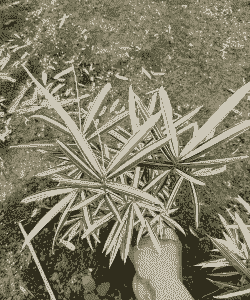 熊猫竹盆景怎么养殖方法