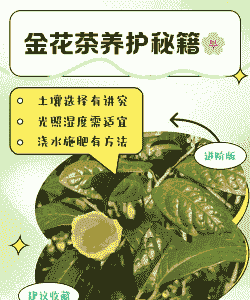 广西金花茶怎么养殖的
