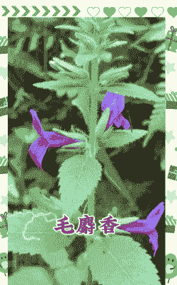 云南怎么养殖林麝香花