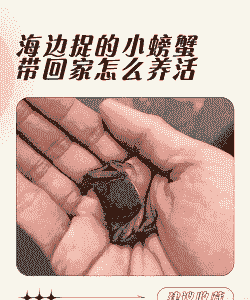 拿回家的螃蟹怎么养殖