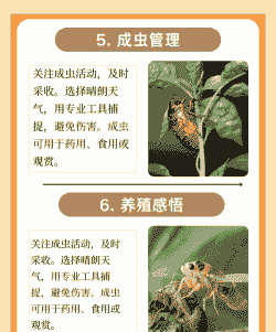 野生金蝉怎么样养殖