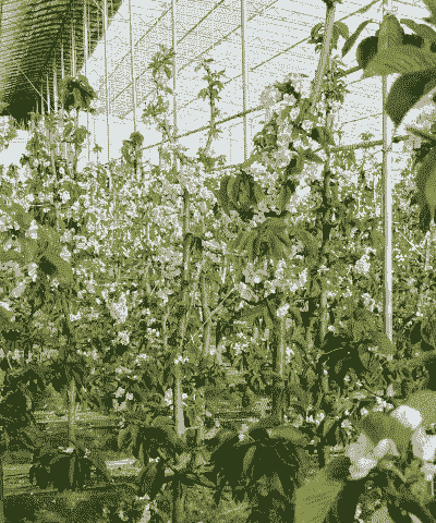 怎么样养殖大棚樱桃