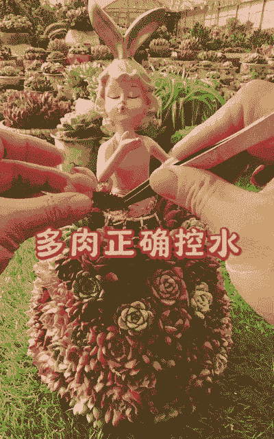 多肉干水后怎么养殖