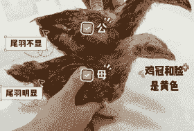 蛋鸡养殖怎么分公母