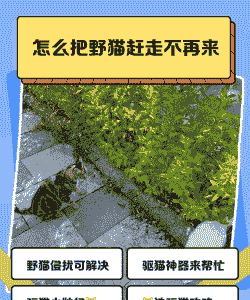 养殖场野猫怎么赶走