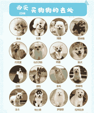 新买的狗怎么养殖好