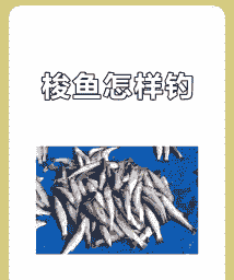 怎么钓养殖梭鱼的鱼