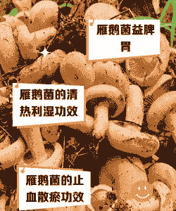 淡水养殖益生菌怎么样