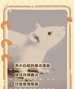 小白鼠怎么养养殖