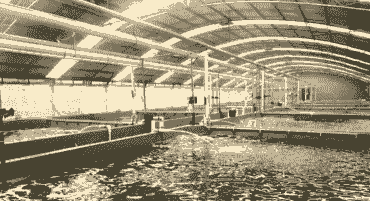 水产养殖怎么防飞禽打架