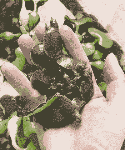 小水塘怎么养殖甲鱼鱼苗