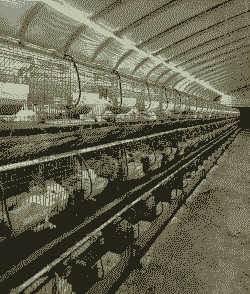 野兔养殖前景怎么样