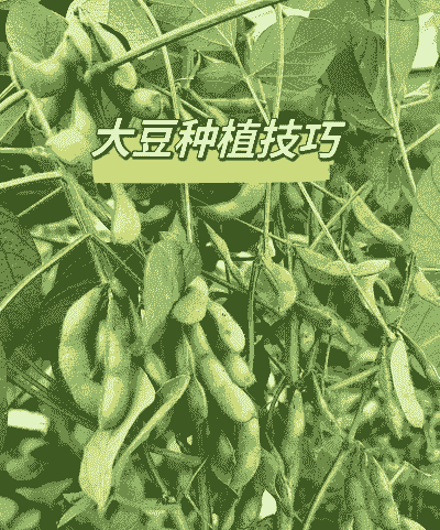 进口大豆怎么养殖才赚钱