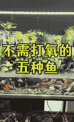 鲫鱼不用氧气机怎么养殖