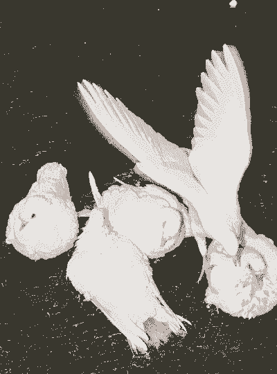 冬季鸽子怎么样养殖