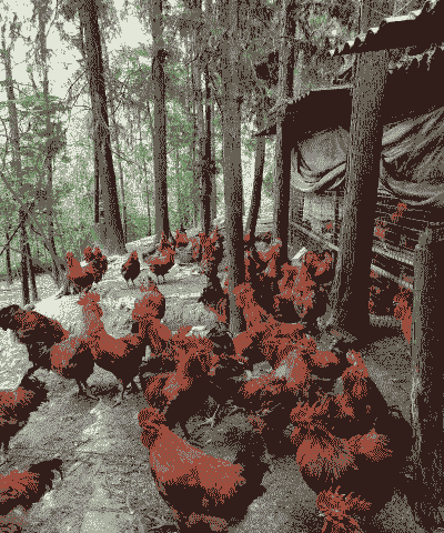 回乡创业养殖怎么办理