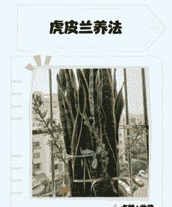 虎皮兰叶子对折怎么养殖