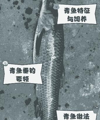 养殖青鱼怎么钓