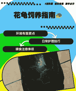 海南珍珠花龟怎么养殖