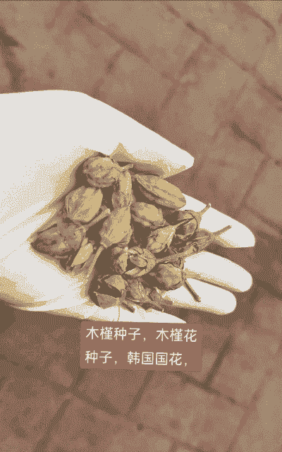 新买的木槿种子怎么养殖