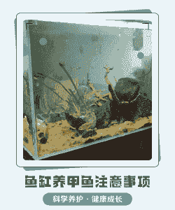 鱼缸沙细沙甲鱼怎么养殖