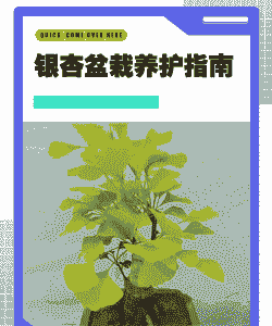 银杏叶盆景怎么养殖