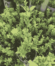 地中海月桂怎么养殖