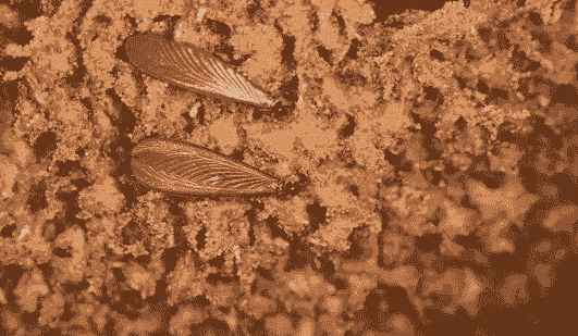 怎么养殖土栖性白蚁