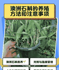 澳州水斛树皮怎么养殖