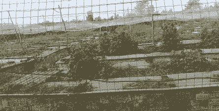 大棚养殖蝎子怎么做