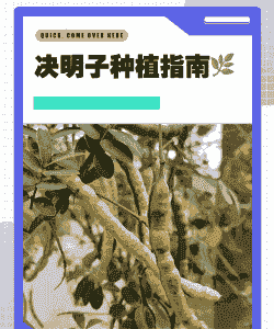 决明子养殖怎么样