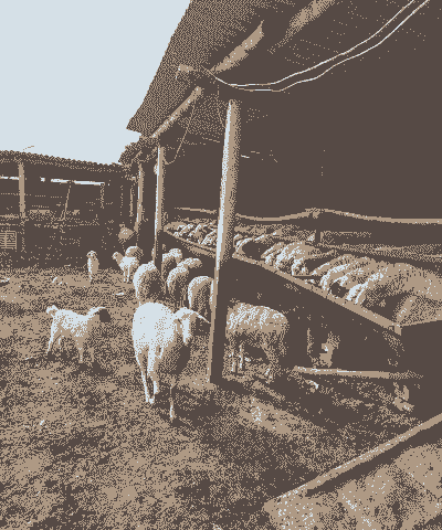 村里没农田怎么养殖羊