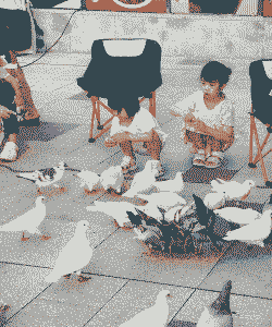 广场上的鸽子怎么养殖