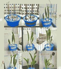 宿舍郁金香怎么养殖