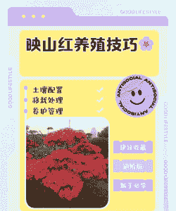 映山红怎么养殖方法