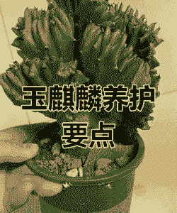 迷你世界玉麒麟怎么养殖