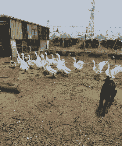 养殖肉鹅怎么样