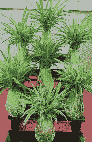 吊竹兰图片怎么养殖