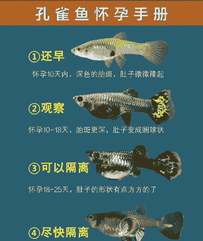 怎么鉴定鱼是养殖的