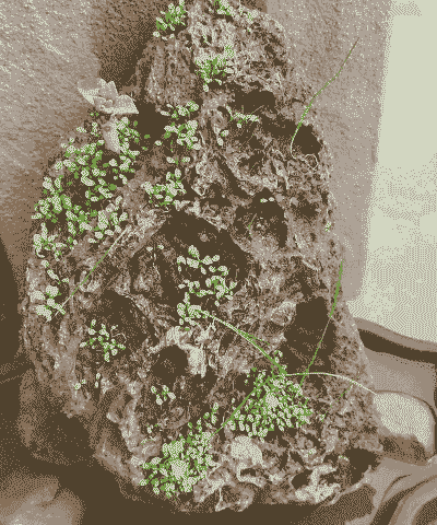 吸水石花盆怎么养殖水草