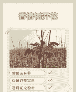 香椿树开花后怎么养殖