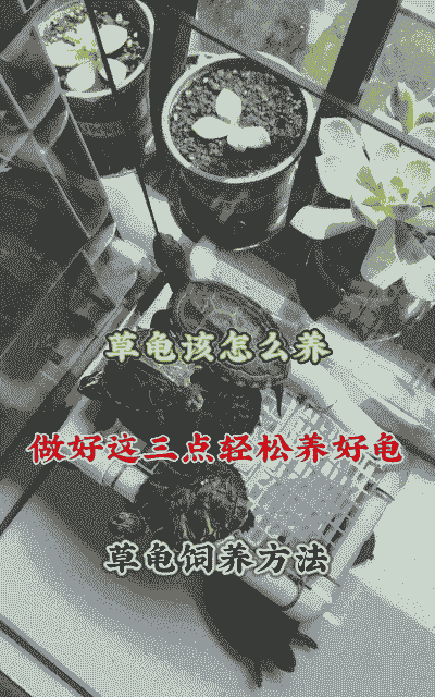 2岁宝宝乌龟怎么养殖