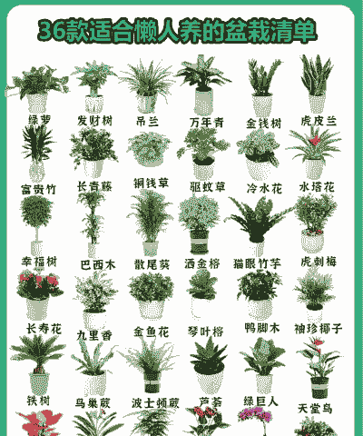 怎么养殖造型盆栽花卉