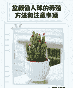 盆景仙人球怎么养殖