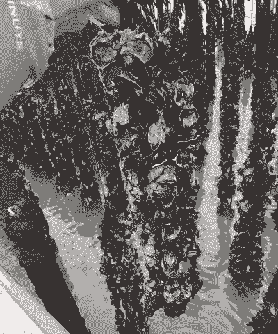 这个季节怎么养殖生蚝