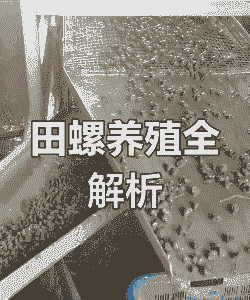 冰泥池怎么养殖田螺