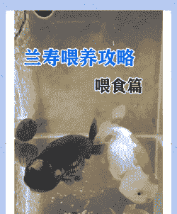 室内养殖的金鱼怎么养