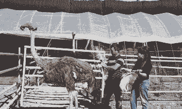 农村人怎么养殖鸵鸟肉